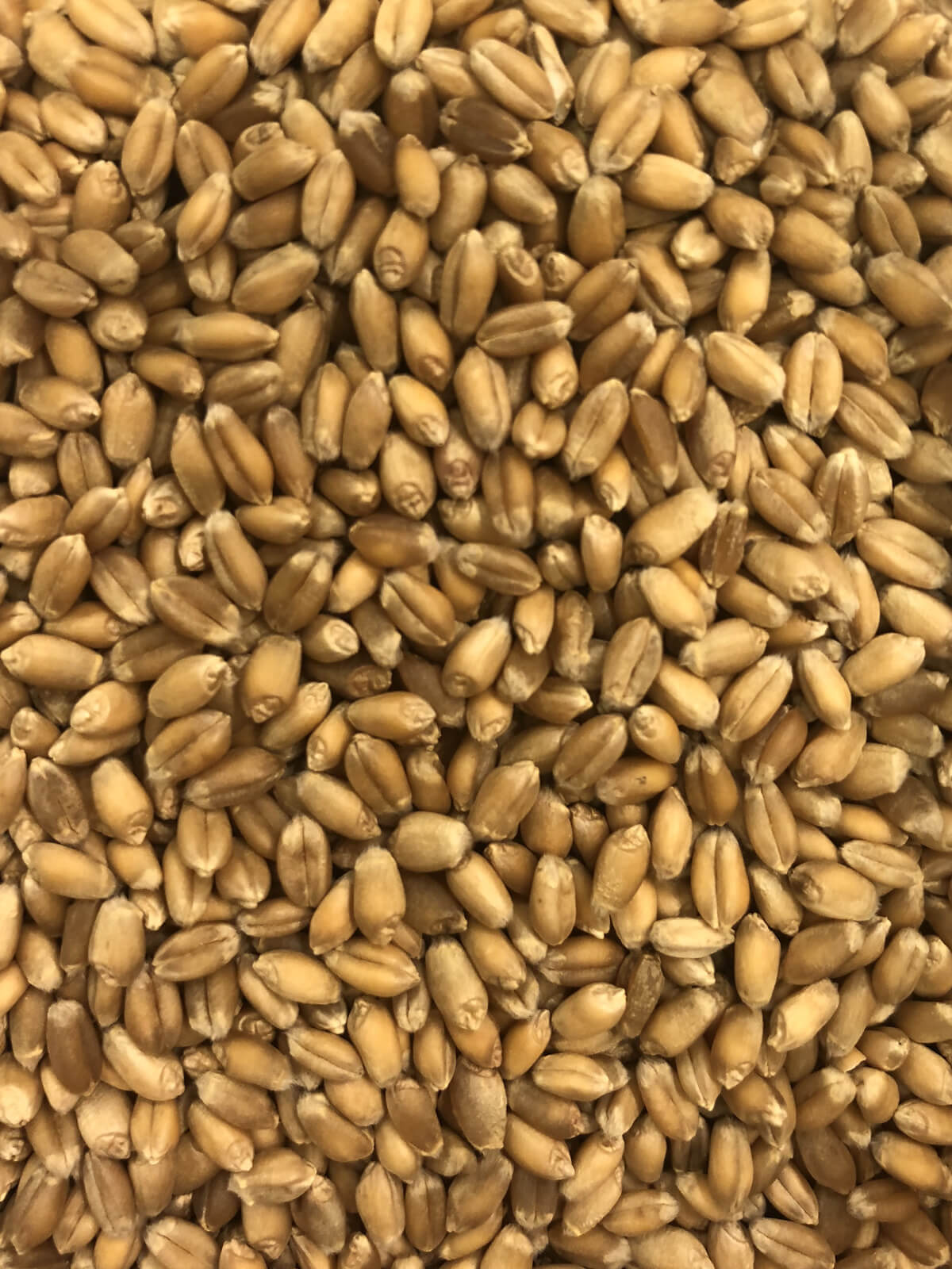 Blé dur rouge à germer bio — La Récolte