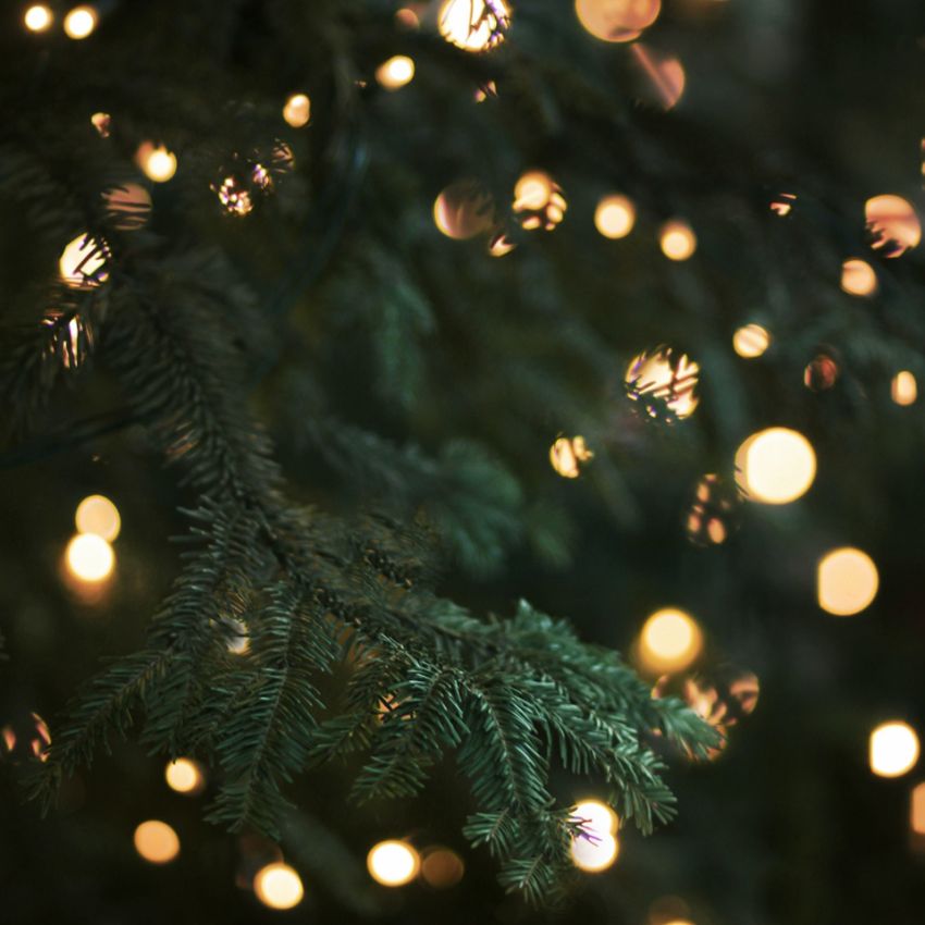 Comment choisir son sapin ?