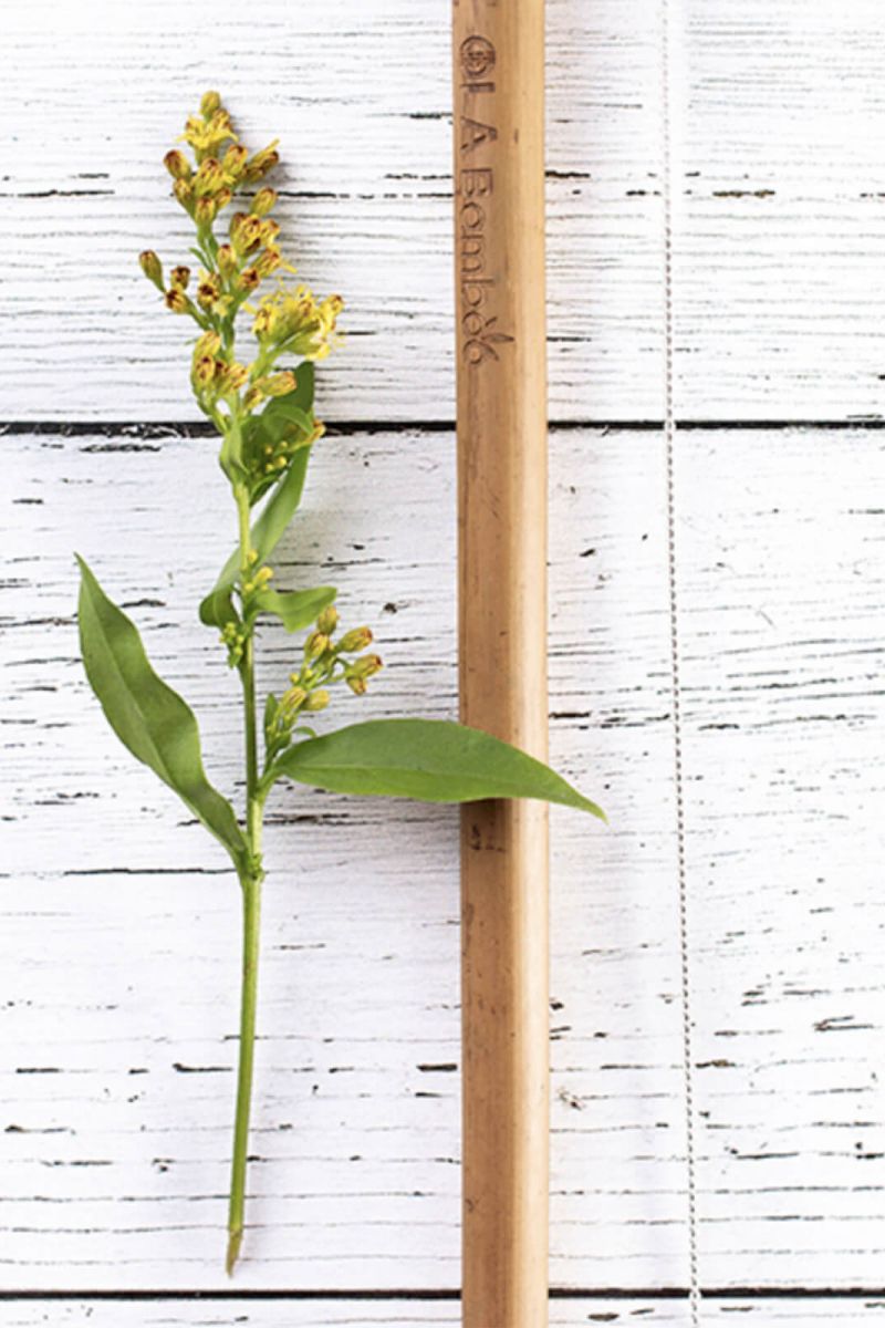 Paille en bambou | OLA Bamboo