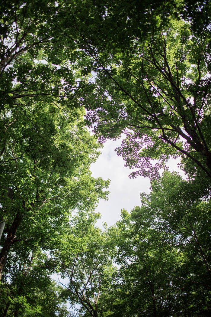 Renouer avec la nature et pratiquer les bains de forêt