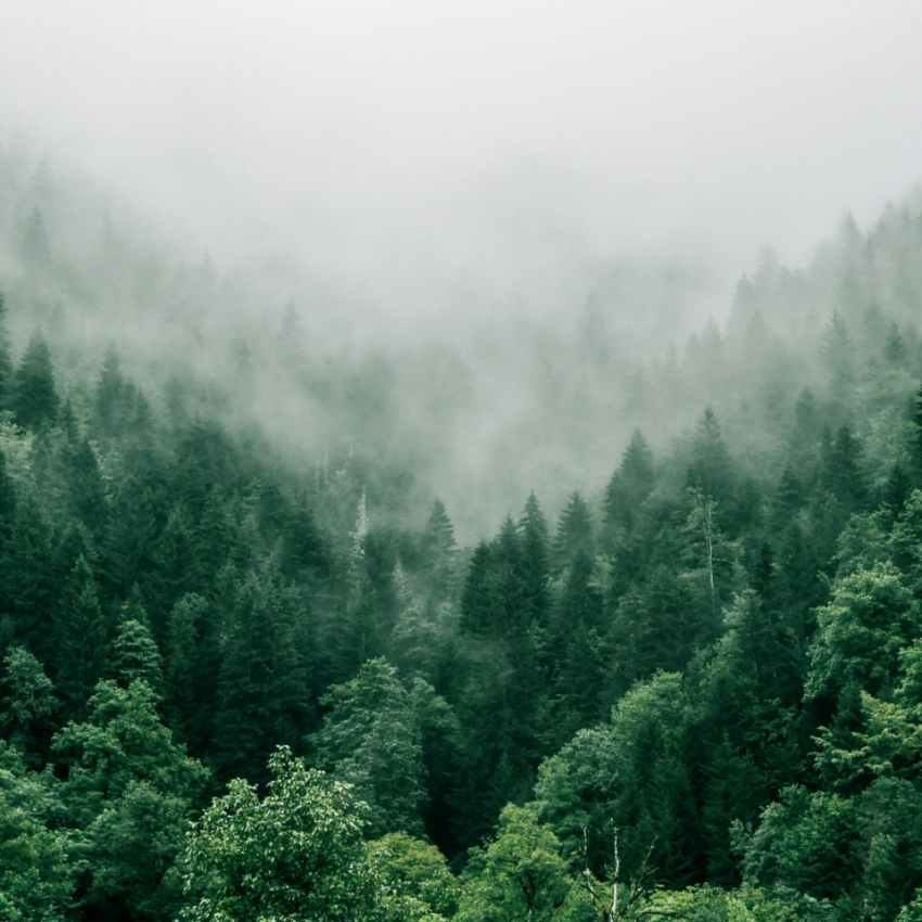 Jour de la Terre: Résolutions écologiques